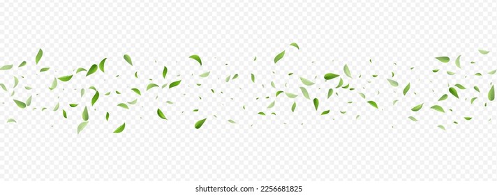 Mint Greens Realistic Vector Panoramic Transparent Background Plant. Organic Leaf Illustration. Lime Leaves Spring Backdrop. Foliage Ecology Poster.