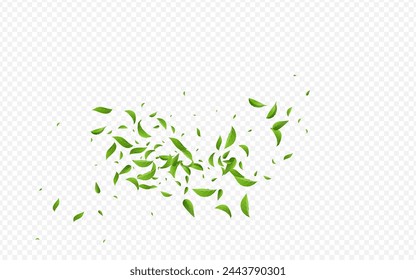 Mint Greens Realistic Vector Transparent Background Brochure. Wind Leaf Plant. Swamp Leaves Forest Template. Foliage Ecology Illustration.
