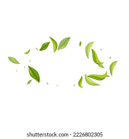 Afiche de fondo blanco del vector realista de la Casa de la Moneda Verde. Diseño de hojas voladoras. Grassy deja pancarta orgánica. Fábrica Fresca.