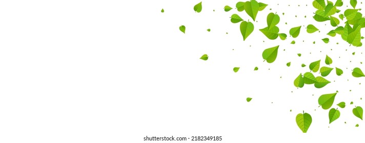 Mint Greens Spring Vector Panoramic White Background Design. Herbal Foliage Backdrop. Green Leaf Falling Illustration. Leaves Forest Border.