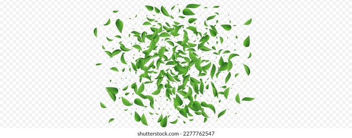 Mint Greens Spring Vector Panoramic Transparent Background Design. Realistic Leaves Border. Green Foliage Motion Wallpaper. Leaf Ecology Concept.