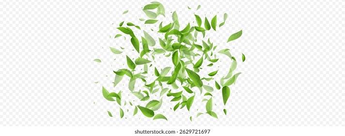 Mint Greens Spring Vector Panoramic Transparent Background Banner. Falling Leaves Template. Olive Leaf Realistic Poster. Foliage Transparent Design.