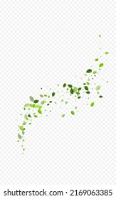 Mint Greens Swirl Vector Transparent Background. Tree Leaves Wallpaper. Grassy Leaf Spring Concept. Foliage Blur Pattern.