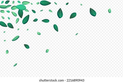 Mint Greens Swirl Vector Transparent Background Wallpaper. Transparent Leaves Branch. Grassy Foliage Organic Concept. Leaf Spring Backdrop.
