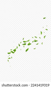 Papel de fondo transparente de vectores transparentes de la Casa de la Moneda Verdes. Plantilla de follaje abstracto. Green Deja El Concepto De Viento. Planta de hierbas de hoja.