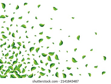 Mint Greens Transparent Vector White Background. Flying Leaf Backdrop. Lime Leaves Realistic Pattern. Foliage Fresh Concept.