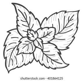 mint hand draw sketch