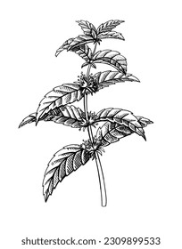 Mint hand drawn. Ink style engraving peppermint leaves. Menthol herb Vector