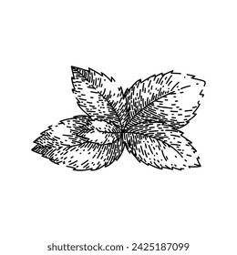 mint mint hand drawn. peppermint leaves, menthol fresh, view spearmint mint mint vector sketch. isolated black illustration