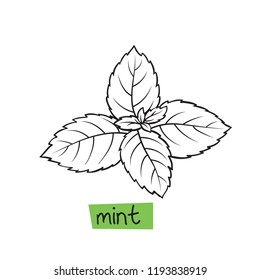 Mint hand drawn vector illustration. Culinary herbs.