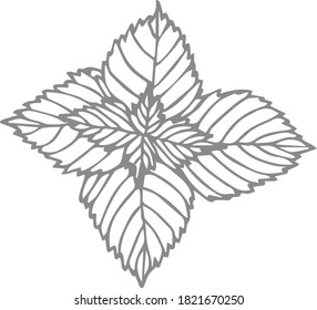 Mint (ilustración vectorial dibujada a mano)