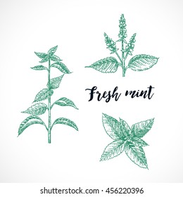 Mint hand drawn vector  set. Herbal engraved style for design. Detailed  botanical sketch. Cooking aroma spicy ingredient. Organic product 