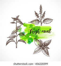 Mint hand drawn vector  set. Herbal engraved style for design. Detailed  botanical sketch. Cooking aroma spicy ingredient. Organic product 