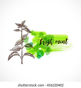 Mint hand drawn vector  set. Herbal engraved style for design. Detailed  botanical sketch. Cooking aroma spicy ingredient. Organic product 