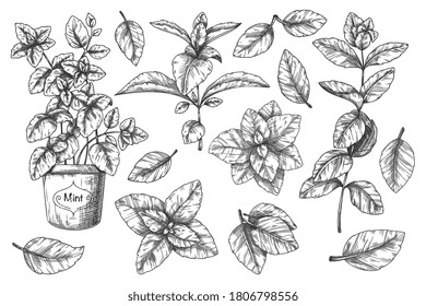 Mint hand sketch. Handdrawn menthol leaves and stem, potted plant retro style ink sketch. Peppermint engraved vector drawing. Leaf herbal spearmint illustration. Mint cooking spicy ingredient set