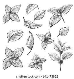 Mint Hand Sketch Vector Illustration. Peppermint Engraved Drawing Of Menthol Leaves Isolated On White Background. Leaf Herbal Spearmint Plant