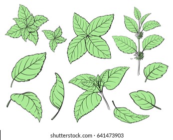 Mint hand sketch vector illustration. Peppermint engraved drawing of menthol leaves isolated on white background. Leaf herbal spearmint plant