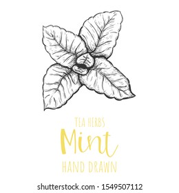 Mint herb hand drawn vector illustration, isolated herbal tea sketch.