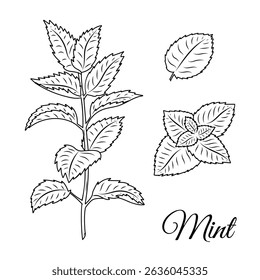 Mint Herb Line Art Illustration – Botanical Hand Drawn Vector of Peppermint and Leaves