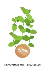 Mint herb logotype with round label, potted mints plant emblem, herbs broad leaves, title on container, aromatic herbal seasoning vector illustration