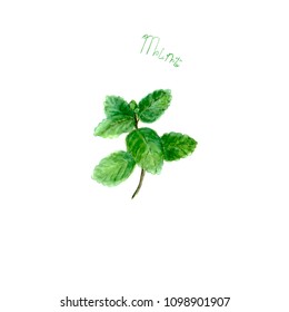 Especias de hierba de menta aisladas en fondo blanco. Dibujo botánico dibujado a mano con acuarela. Colección de hierbas de cocina acuarela.