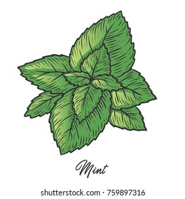 Mint herb spice leaves, a bunch of herb, hand drawn vector sketch illustration