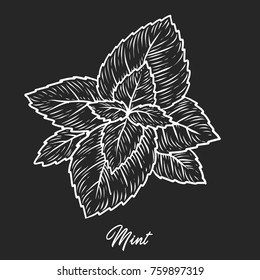 Mint herb spice leaves, a bunch of herb, hand drawn vector sketch illustration