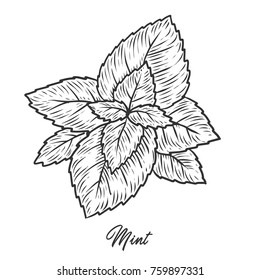 Mint herb spice leaves, a bunch of herb, hand drawn vector sketch illustration