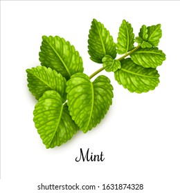 Mint herb sprig vector illustration. Realistic detailed green fresh spice on a white background.