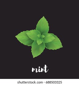 Mint herb vector illustration. Mint on a black background