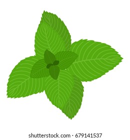 Mint icon. Cartoon illustration of mint vector icon for web