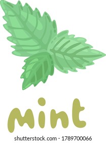 Mint icon. Culinary Herb. Cartoon fresh mint leaves on white background. Mint vector clipart illustration. Peppermint menthol leaves isolated on white background. Leaf herbal spearmint plant.