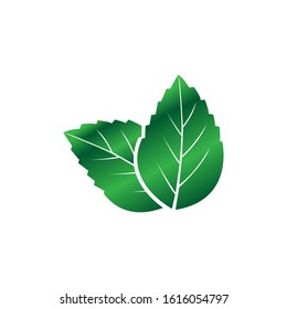 Mint. Icon set. Fresh mint leaves on white background,Mint green vector illustration. Mint logo vector,Mint leaves vector logo