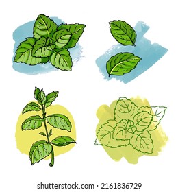 Mint Icon. Spicy Italian Herbs. Color Sketch Of Houseplant Line On A White Background.