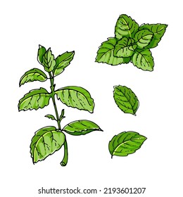 Mint icon. Spicy Italian herbs. Color sketch vector on a white background.