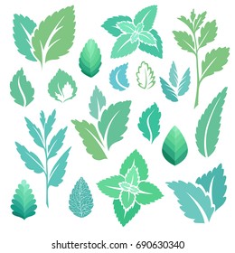 Mint. Icons and silhouettes set. Leaves and branches.