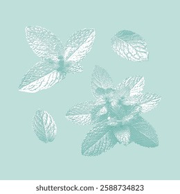 Mint illustration, hand drawn on a green background.