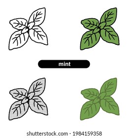 Mint illustrations, line art, color illustrations
