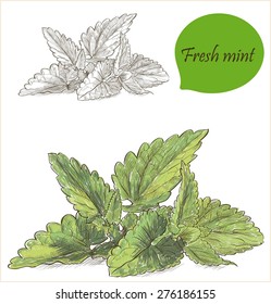 Mint Image - Herbs And Spices Banner