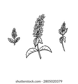 Mint Inflorescences set. Hand Drawn Botanical Outline Isolated on White Background