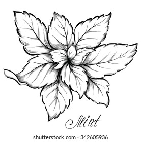 Mint isolated on white background. Kitchen herbs and spices. Hand drawn vector illustration