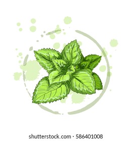Mint isolated on a white background. Vector illustration.