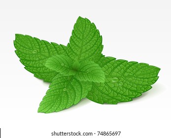 Mint Leaf