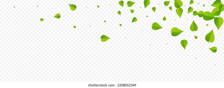 Mint Leaf Abstract Vector Panoramic Transparent Background Concept. Tea Leaves Design. Swamp Greens Tree Branch. Foliage Nature Brochure.