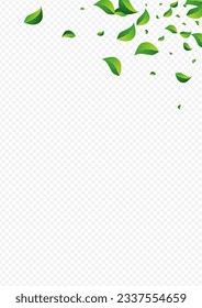 Mint Leaf Abstract Vector Transparent Background. Ecology Leaves Border. Green Foliage Swirl Banner. Greens Herbal Concept.