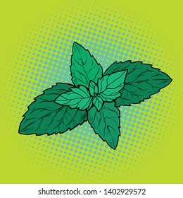 mint leaf, aromatic plant. Pop art retro vector illustration vintage kitsch