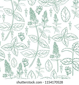 Mint leaf, blossom branch peppermint isolated on white background, Hand drawn vector seamless floral pattern, spicy herb kitchen texture, Doodle cooking ingredient for design package tea, cosmetics