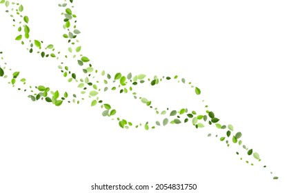 Mint Leaf Blur Vector Backdrop. Ecology Leaves Design. Olive Foliage Herbal Background. Greens Fly Banner.