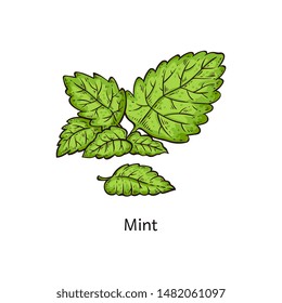 Mint Leaf Branch Drawing Isolated On White Background, Fresh Green Peppermint Leaves In Hand Drawn Cartoon Style - Natural Plant Seasoning Herb Vector Illustration