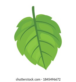 Mint leaf cartoon vector icon.Cartoon vector illustration fresh peppermint. Isolated illustration of mint leaf icon on white background.